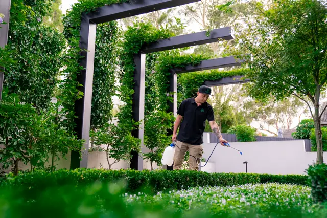 Seasonal fertilising in a Melbourne garden