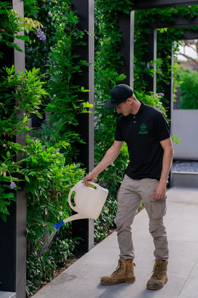 A gardener watering established plants
